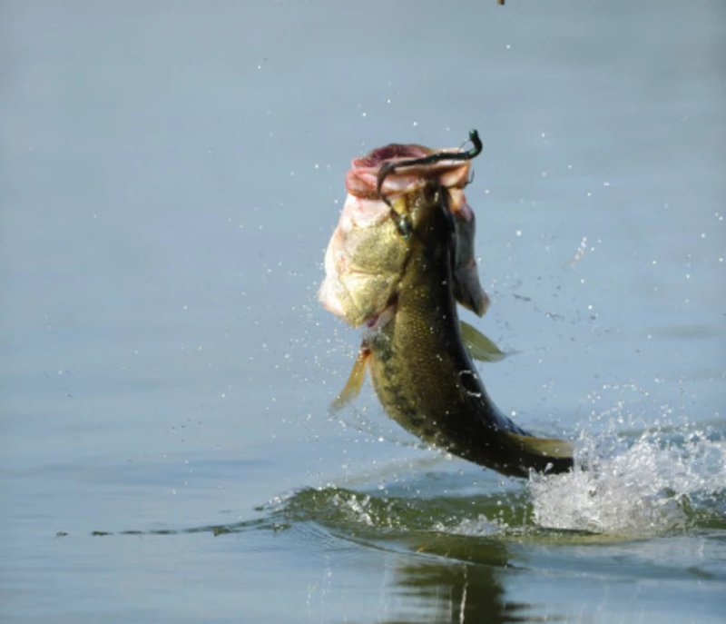Demo big bass splash in Germany